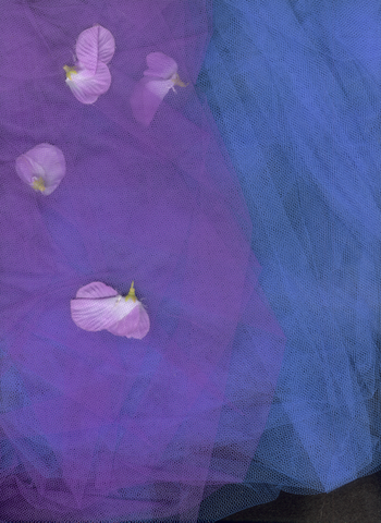 Veli Azzurri e Viola